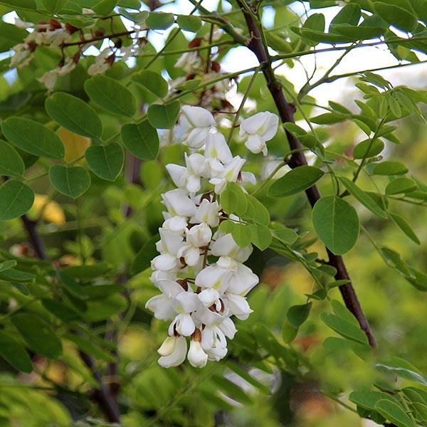 Robinia pseudoacacia
