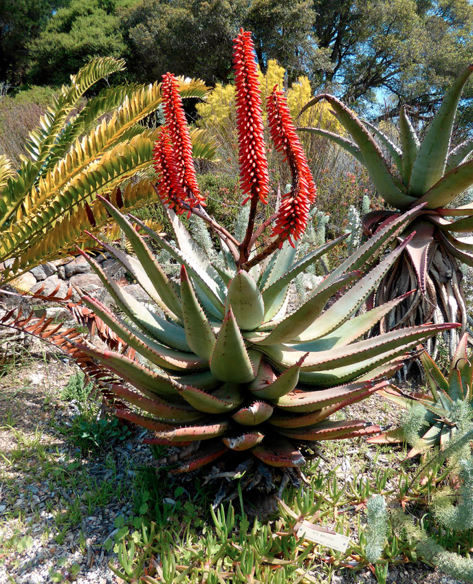 Aloe Capensis