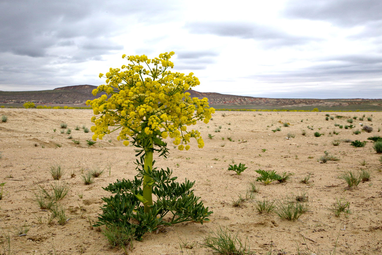 Ferula assa-foetida