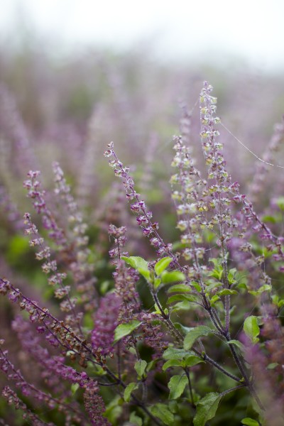 Ocimum tenuiflorum (syn. Ocimum sanctum)