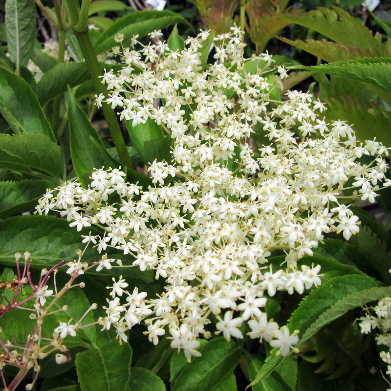 Sambucus nigra