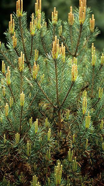 Pinus sylvestris