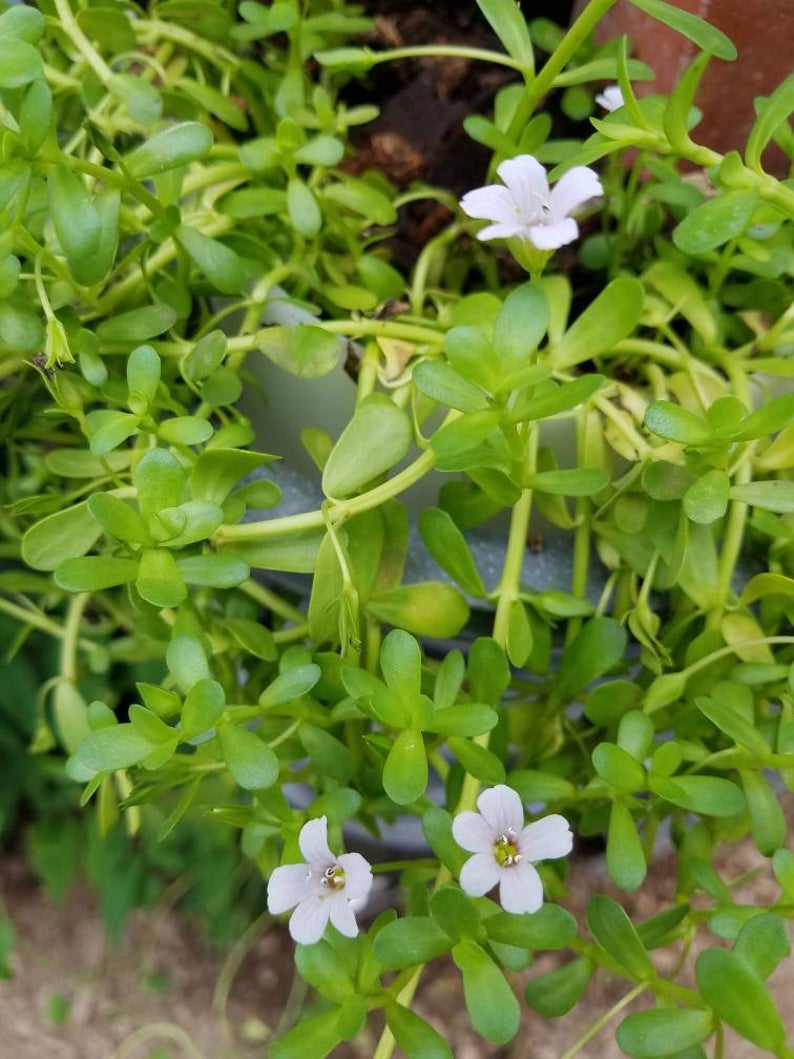 Bacopa monieri