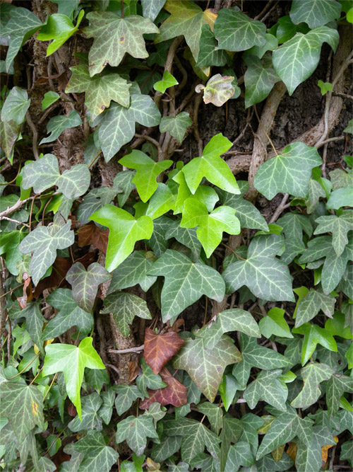 Hedera helix