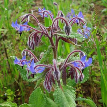 Borago officinalis