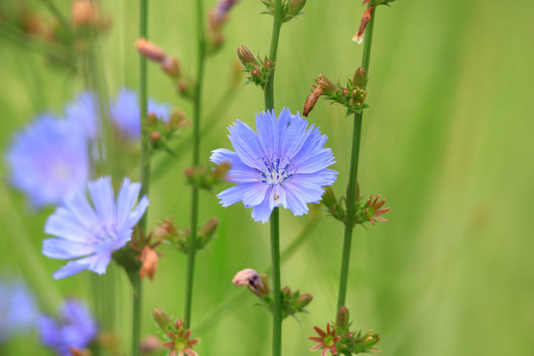 Cichorium intybus