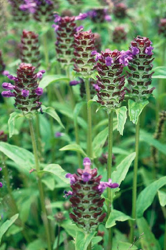 Prunella vulgaris