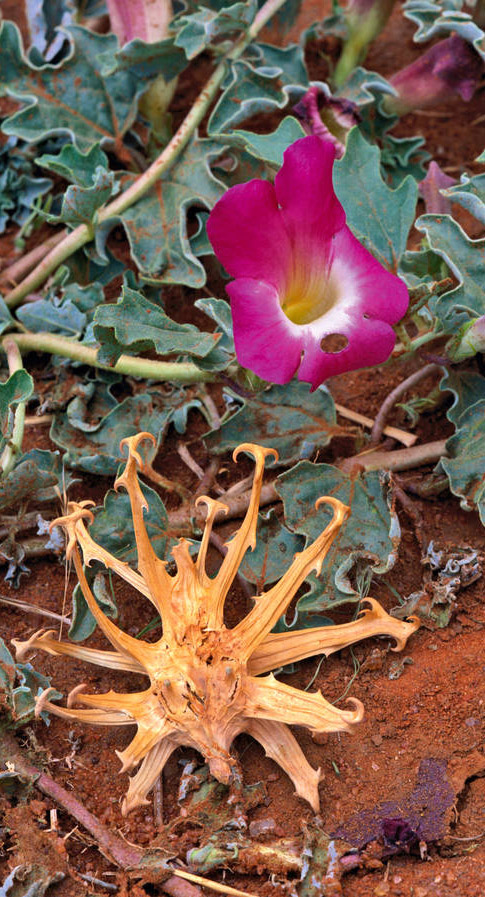 Harpagophytum procumbens