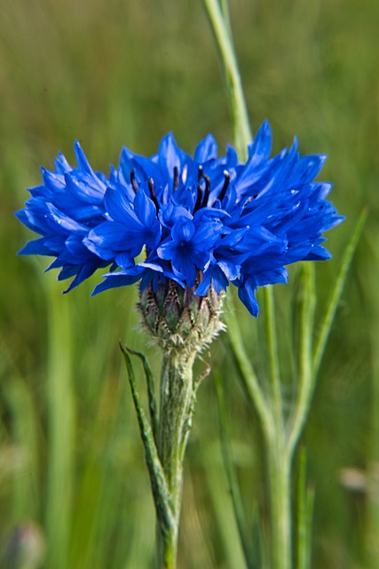  Centaurea cyanus