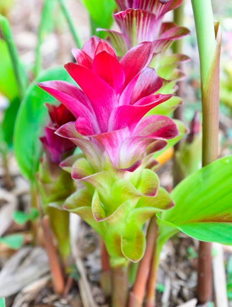 Curcuma