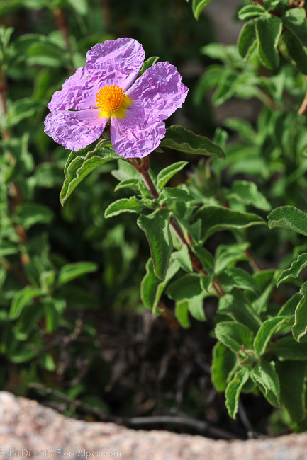 Cistus creticus