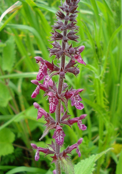 Stachys sylvatica