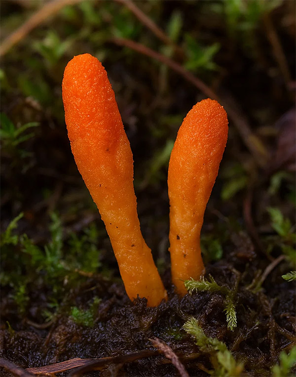 Ophiocordyceps sinensis (syn. Cordyceps sinensis)