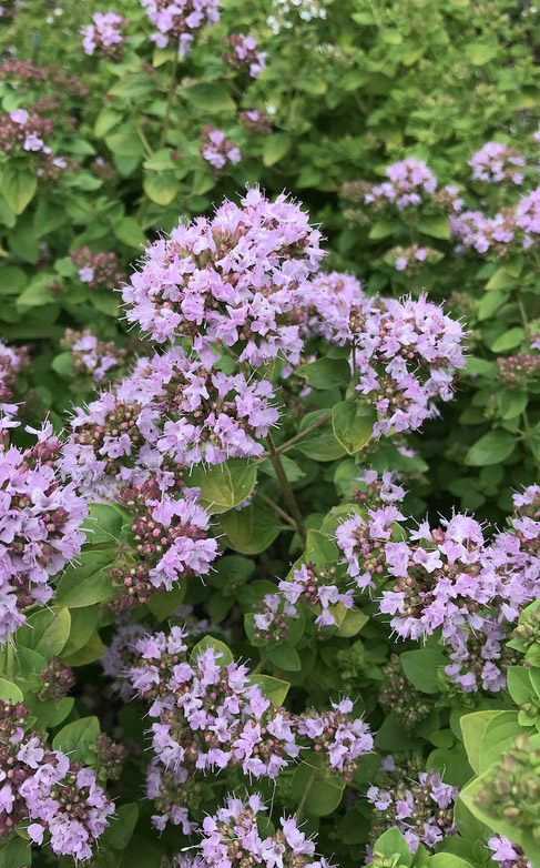 Origanum vulgare
