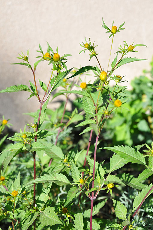 Bidens tripartita