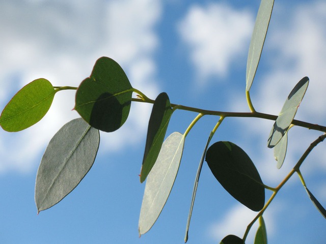 Eucalyptus globulus