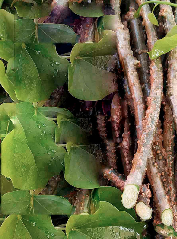 Tinospora cordifolia