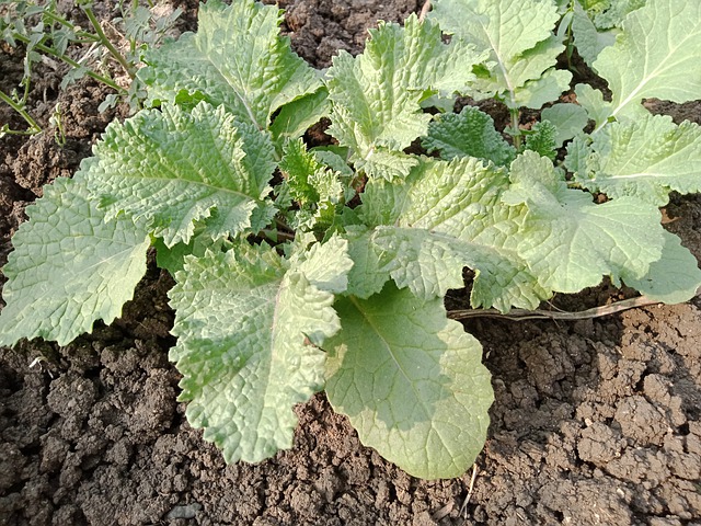 Brassica nigra