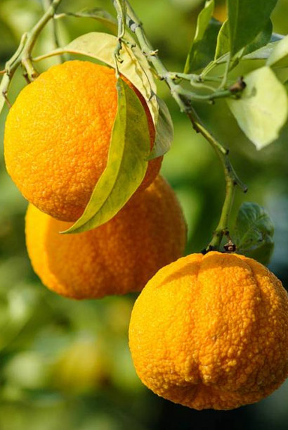 Citrus aurantium