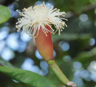 Syzygium aromaticum