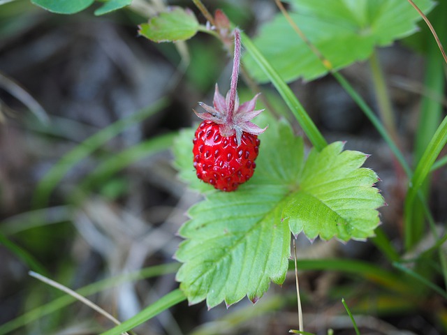 Fragaria vesca