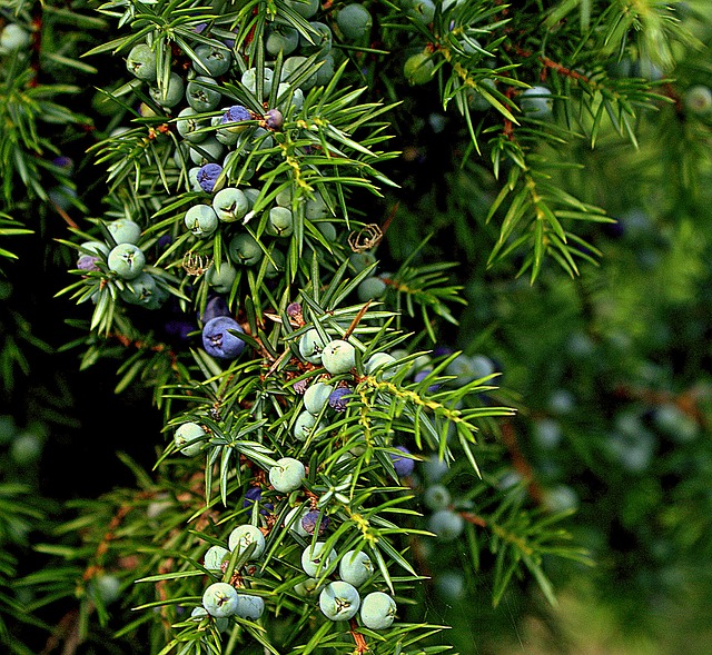 Juniperus communis