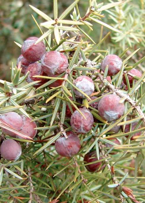 Juniperus oxycedrus