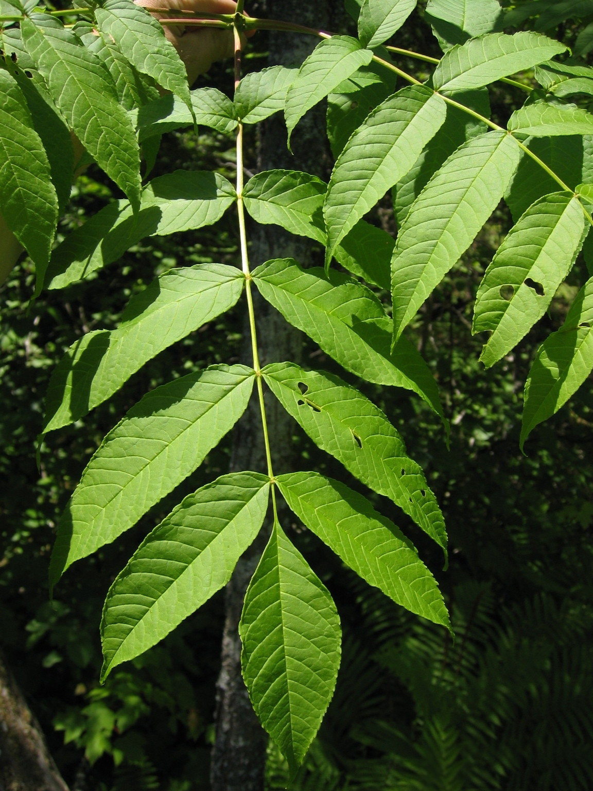 Fraxinus excelsior