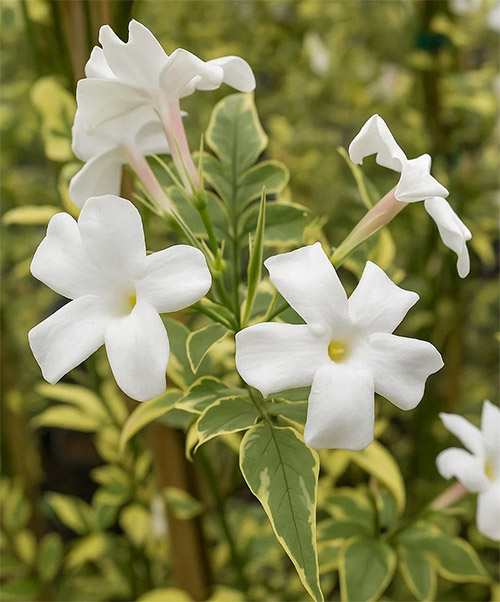 Jasminum officinale