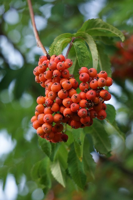 Sorbus aucuparia