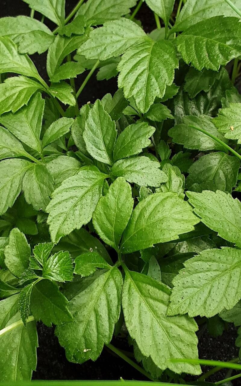 Gynostemma pentaphyllum