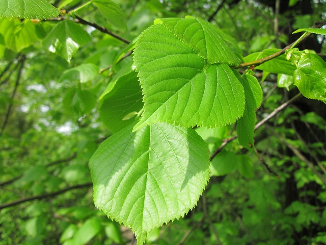 Ulmus