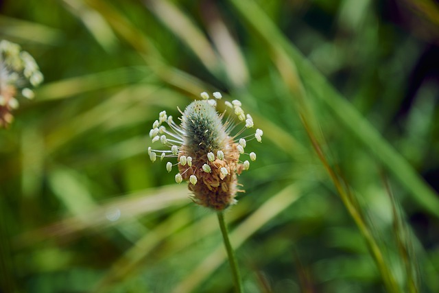 Plantago lanceolata