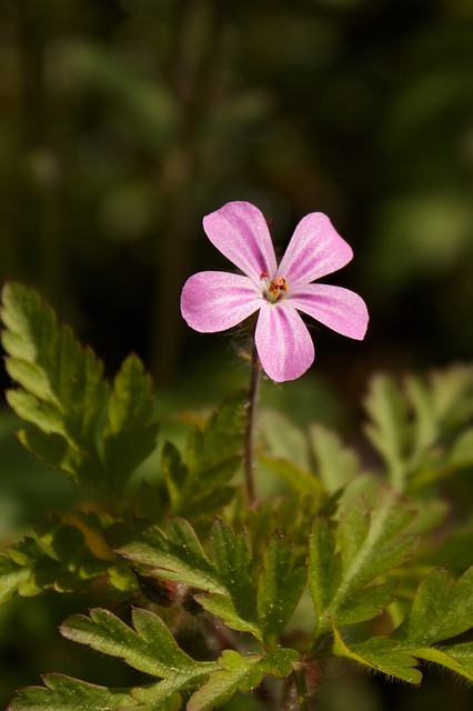 Geranium robertianum