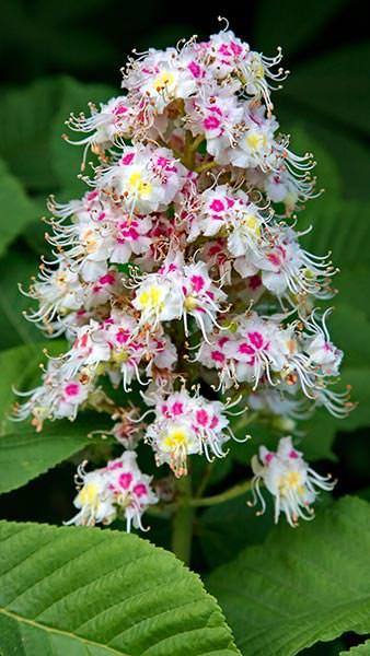 Aesculus hippocastanum
