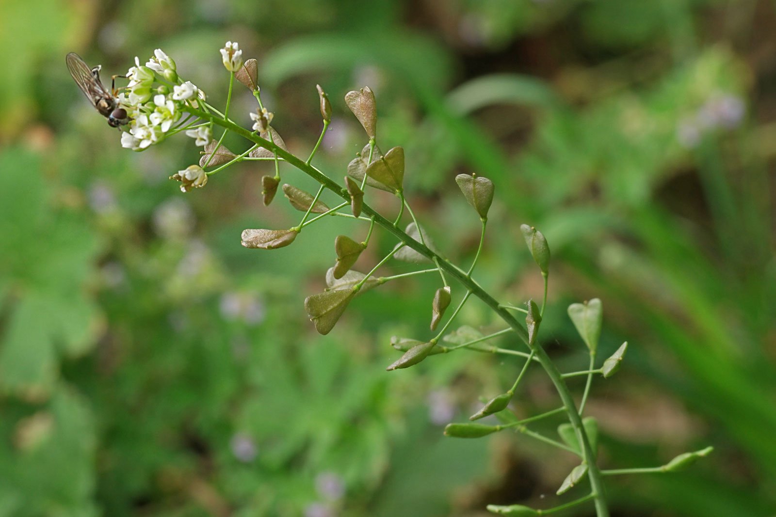 Capsella bursa-pastoris