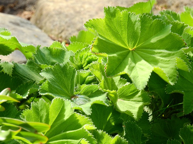 Alchemilla vulgaris
