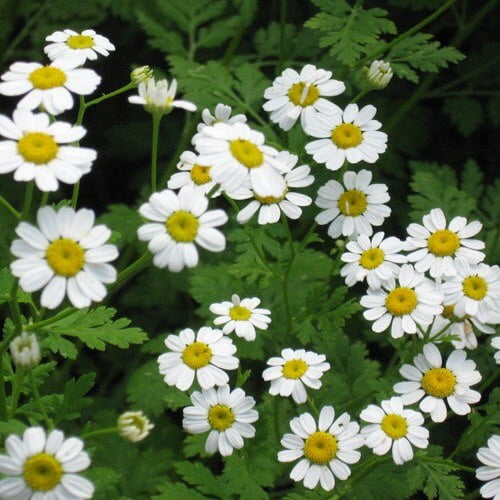 Pyrethrum parthenium