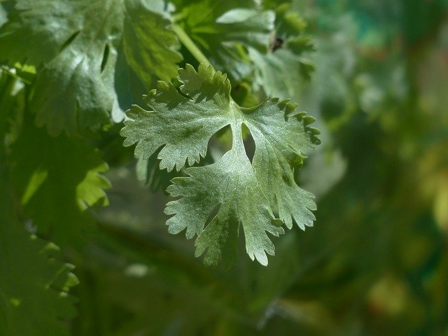Coriandrum sativum