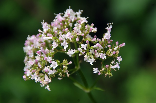 Valeriana officinalis