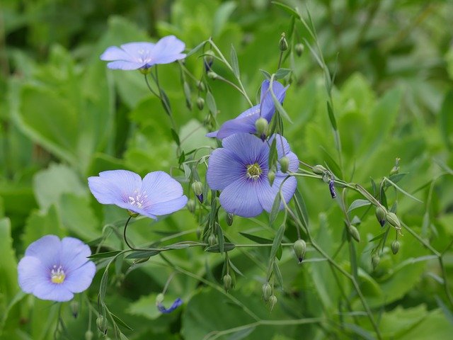 Linum usitatissimum