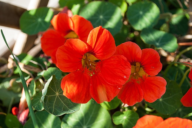 Tropaeolum majus