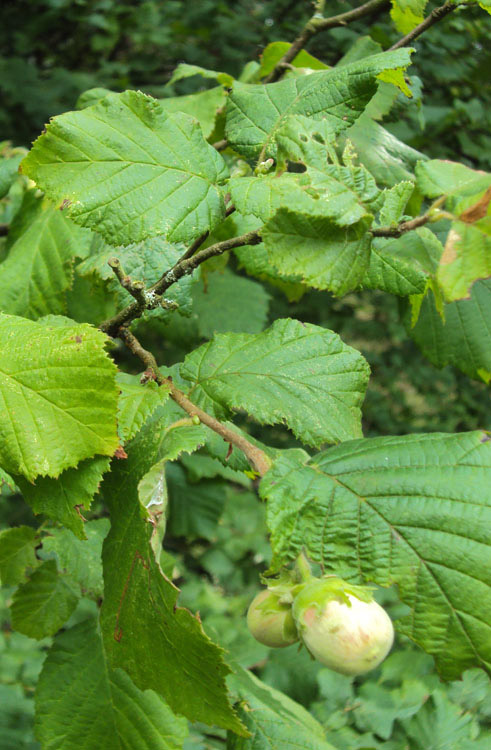 Corylus avellana