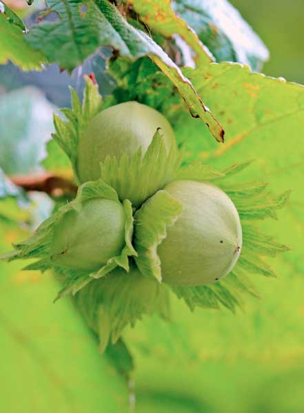 Corylus avellana