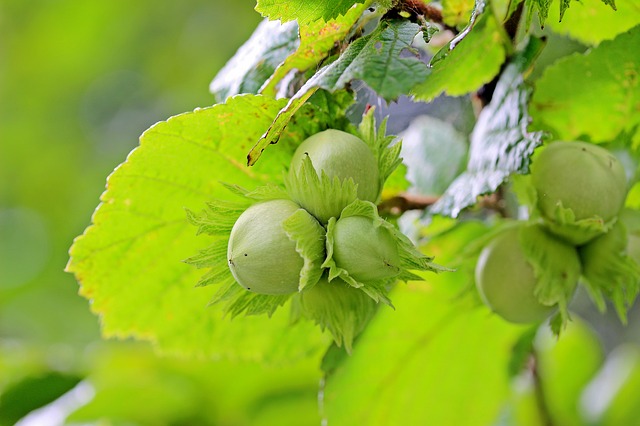 Corylus avellana
