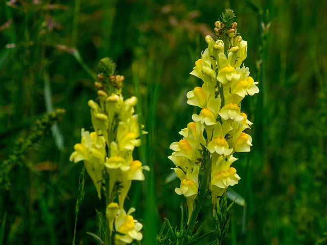 Linaria vulgaris