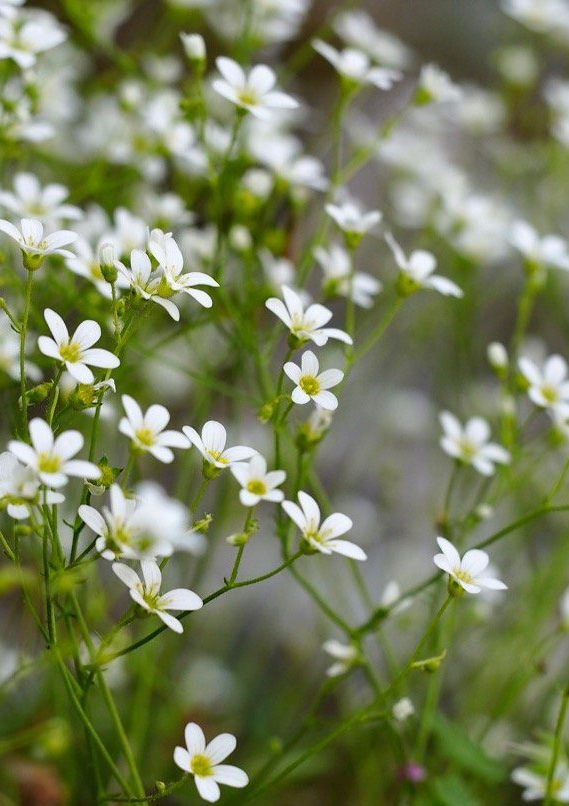 Saxifraga granulata