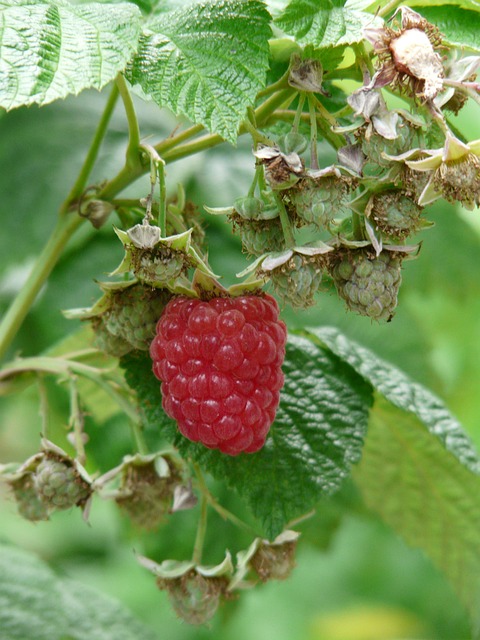 Rubus idaeus