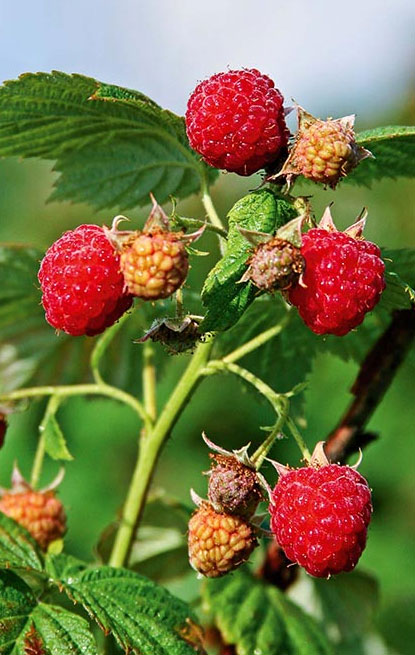 Rubus idaeus