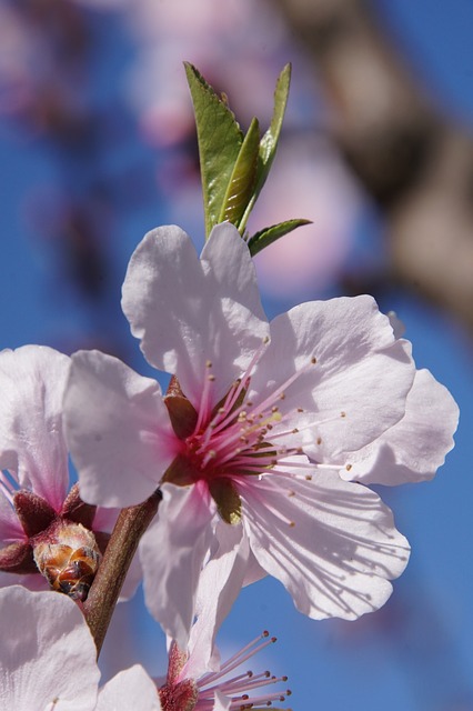 Prunus dulcis